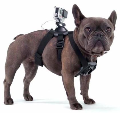 Arnes Fetch Dog Harness