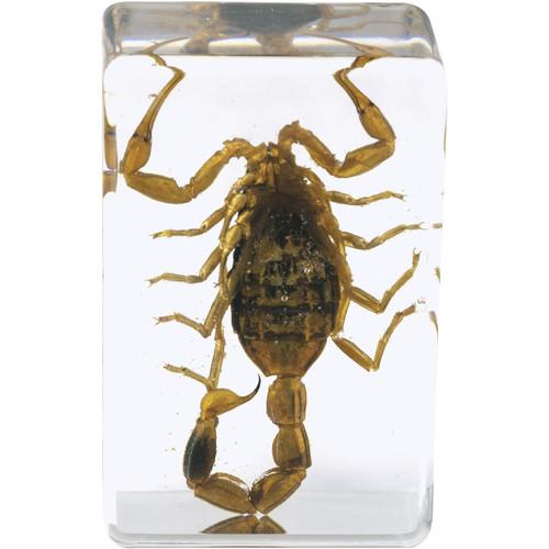 Miniatura Kit De Muestras De Insectos #4