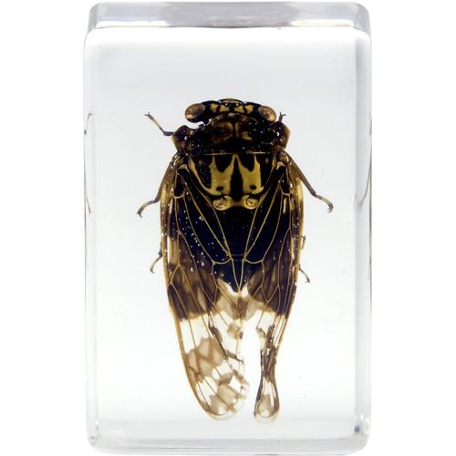 Kit De Muestras De Insectos #4