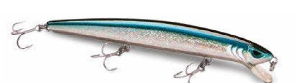 Seabass th minnow -