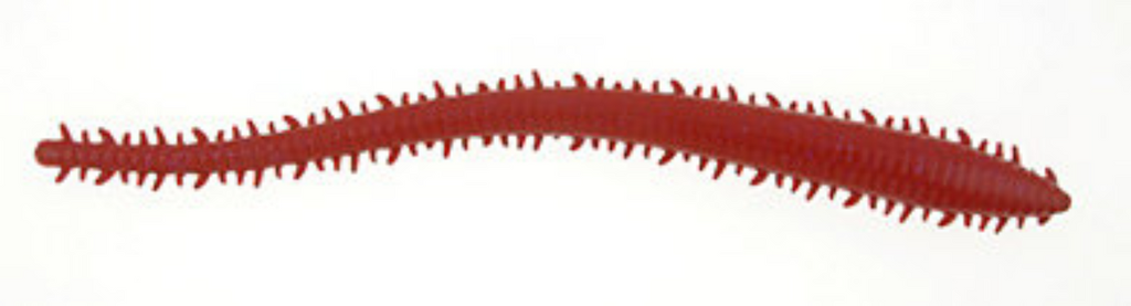 Carnada Sandworm Weple 15 cm GSSW6