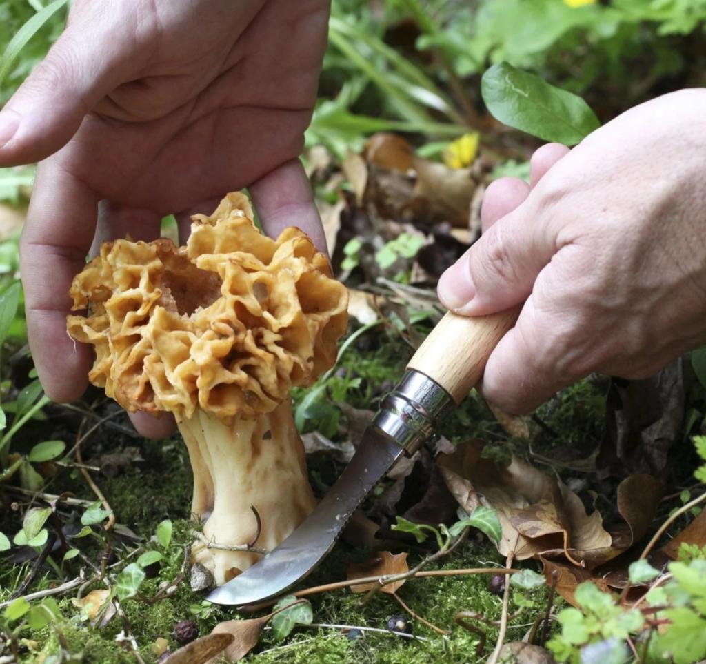 Miniatura Cuchillo N°8 para Champiñones Stainless Steel -