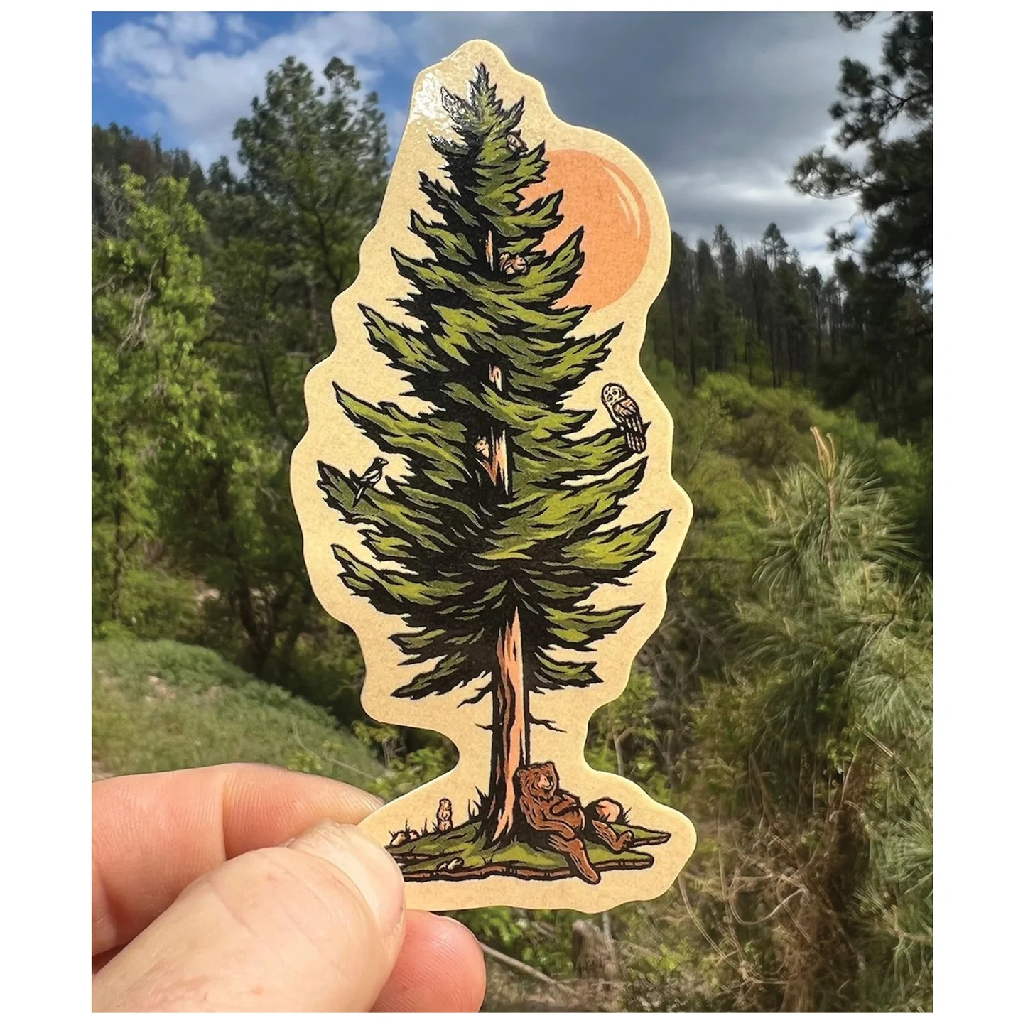 Calcomanía Chilling on a Fir Tree