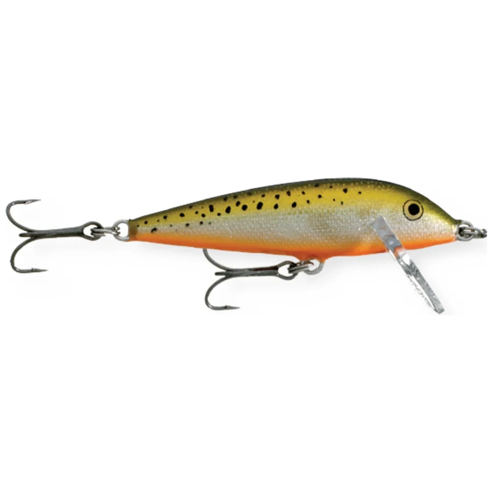 Redfin Spotted Minnow
