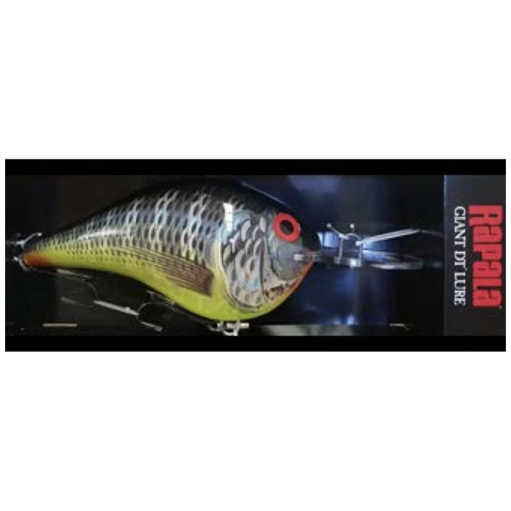 Tilapia