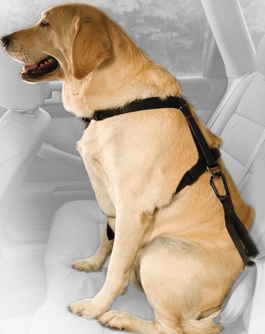 Correa De Seguridad Para Perros Direct Seat Belt Tether