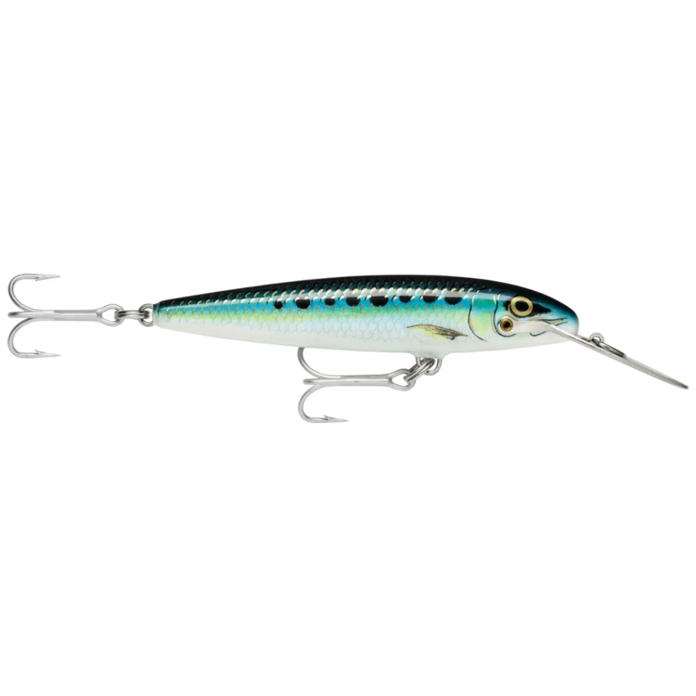 Blue Sardine