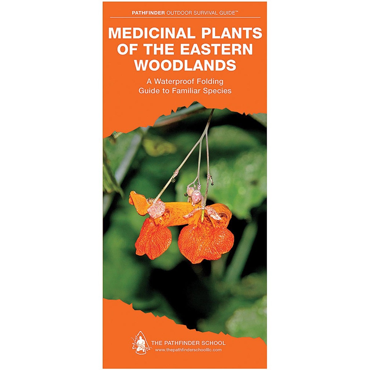 Guía Medicinal Other Useful Plants an Introduction to Familiar Species of the Eastern Woodlands