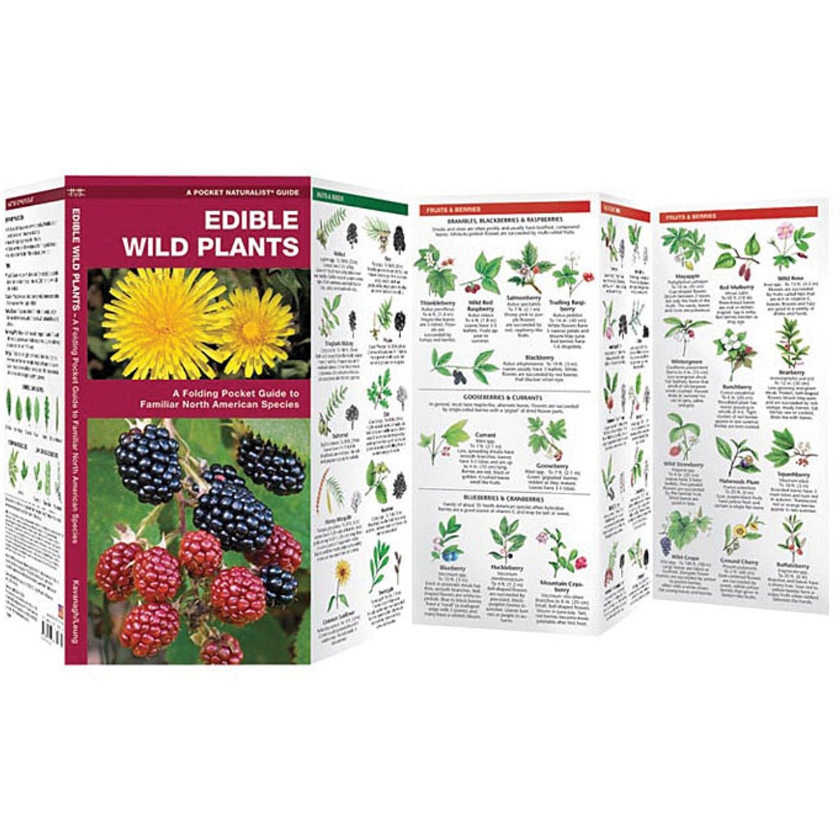 Guía Edible Wild Plants