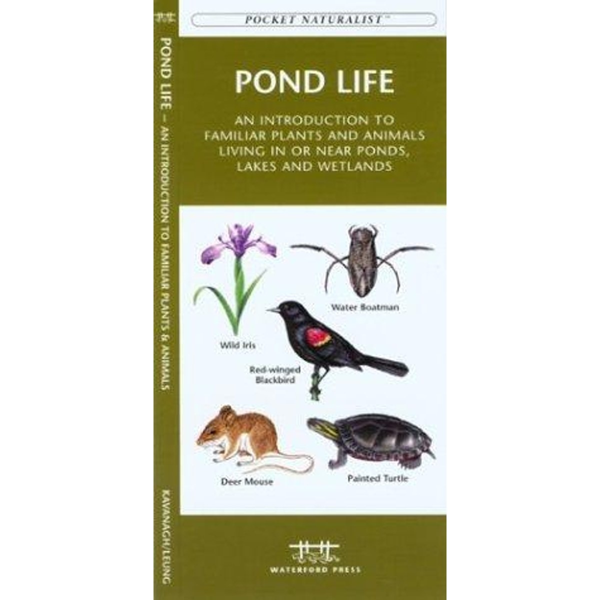 Guía Pond Life, 2nd