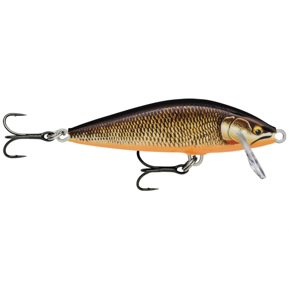 Gilded Redfin Shiner