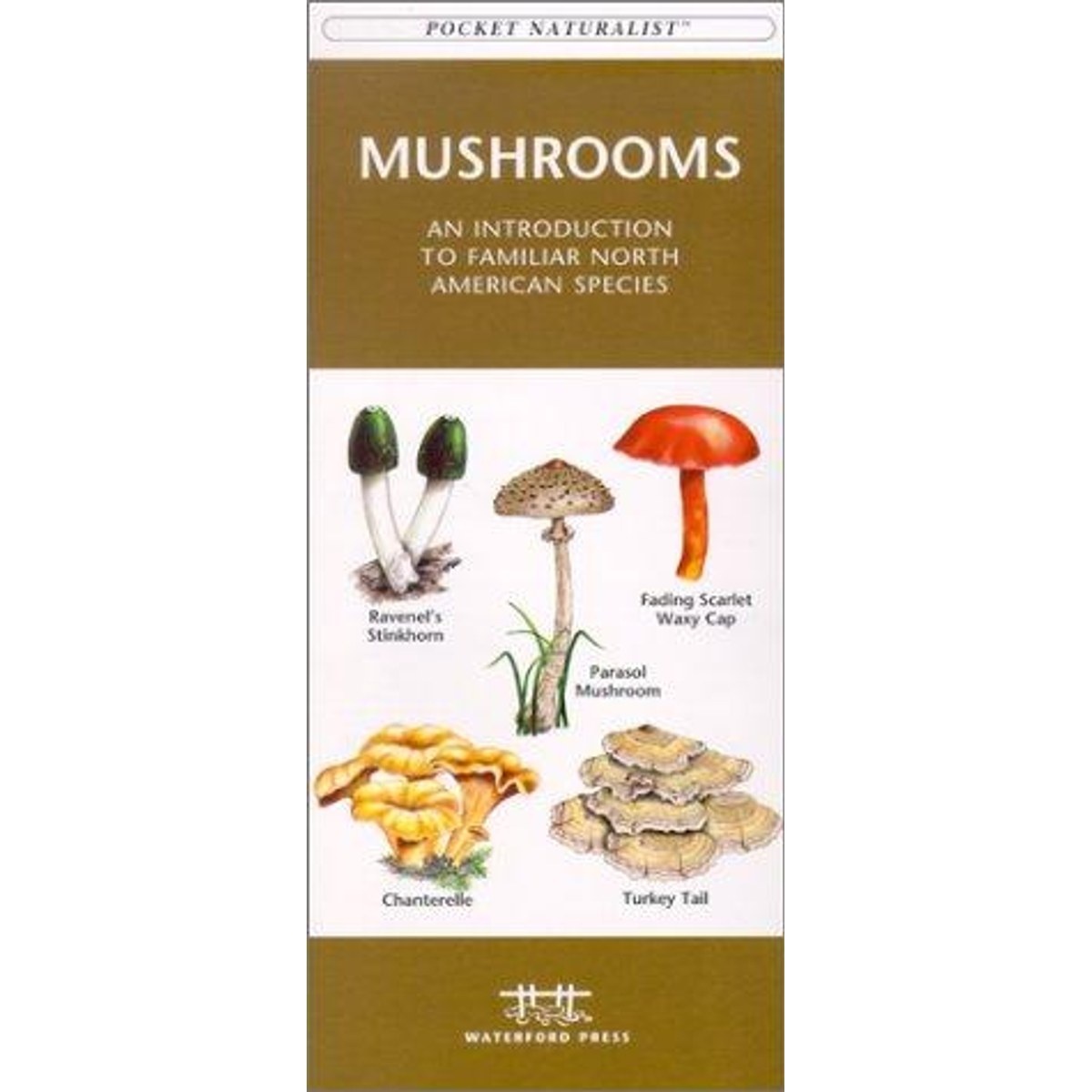 Guía Mushrooms