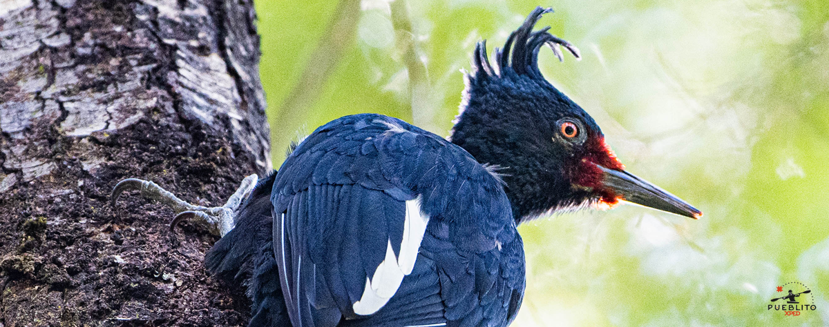 image_slider