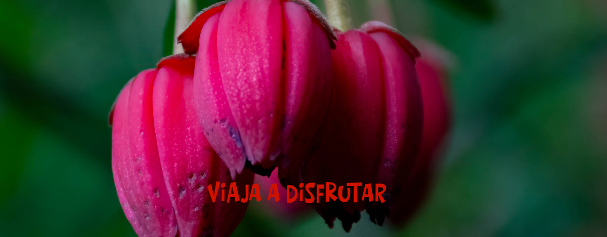 image_slider
